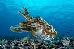 Palau Aggressor II Liveaboard.